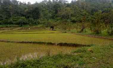 tanah lahan dijual 3 ha tawangmangu 775rb m2