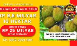 Jual Kebun Produktif Durian Musang King Bogor
