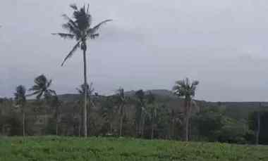 tanah luas 300 hektar di ketapang lampung selatan shm