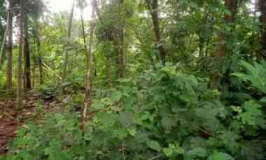 tanah murah dekat pemukiman