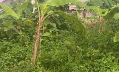 Tanah Murah Lokasi di Sambiroto Cocok untuk Hunian