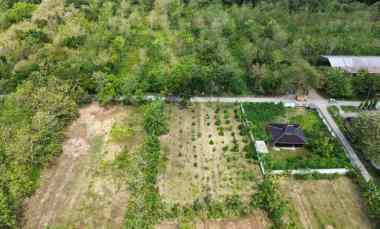 tanah murah luas murah berupa pohon jati