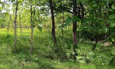 tanah murah siap buat usaha