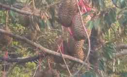 Investasi Pensiunan Tanah Murah Bonus Pohon Durian Laba Kotor 400 jutaan