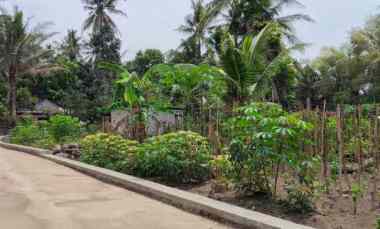 tanah pekarangan tijayan manisrenggo