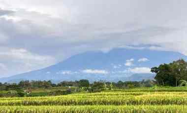tanah sawah 3592m view gunung kerjo karanganyar