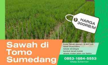 tanah sawah dan kebun produktif di tomo sumedang