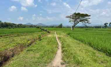 Tanah Sawah Murah 4800m2 480 juta Sambirejo Sragen