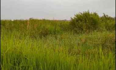 tanah sawah strategis dekati jalan pantura