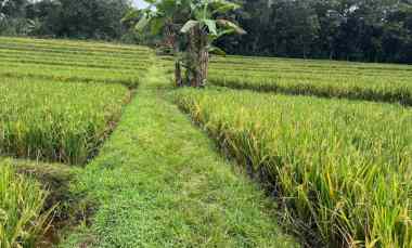 tanah sawah subur 2200m mojogedang karanganyar
