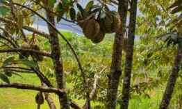 Tanah 6400m Kebun Durian Siap Panen Kerjo Karanganyar
