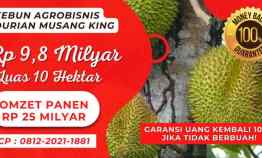 Jual Kebun Murah Durian Musangking