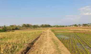 tanah subur 4150m kedawung sragen