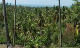 Kebun Kelapa 1 Ha View Laut di Lalanglinggah Selemadeg Tabanan Bali