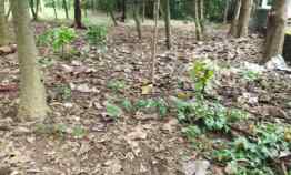 Tanah Kebun Bagus Murah di Wanasaba Kidul Cirebon