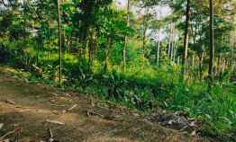 Tanah Subur Bonus Kebun Durian Mojogedang Karanganyar