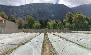 Tanah View Gunung dan Bali Handara Golf Bedugul