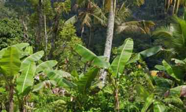 Tanah View Jungle di Tegallalang dekat Anantara Ubud