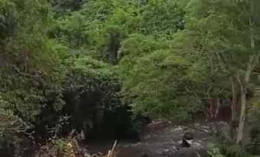 tanah view sungai dan jungle di lodtunduh ubud bali