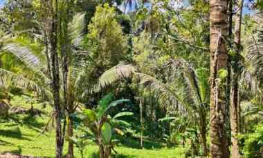 tanah view sungai kecil dekat puri dajuma tabanan bali