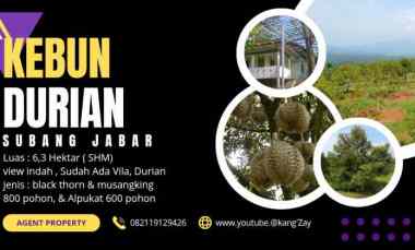 vila kebun durian 800 pohon subang jawa barat