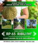 jual kebun durian 100 hektar di bogor