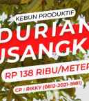 jual kebun murah durian musangking