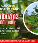 jual lahan bisnis kebun alpukat di bandung